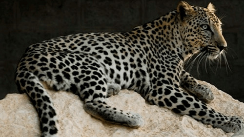 10 de febrero Día Internacional del Leopardo Árabe  : en peligro crítico