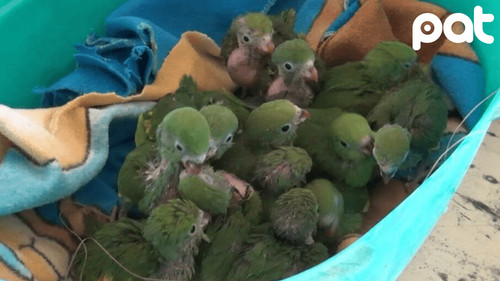 Tráfico ilegal de loros moviliza a autoridades cruceñas