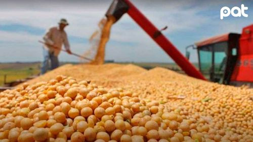 Anapo critica demora en autorización de exportación de soya