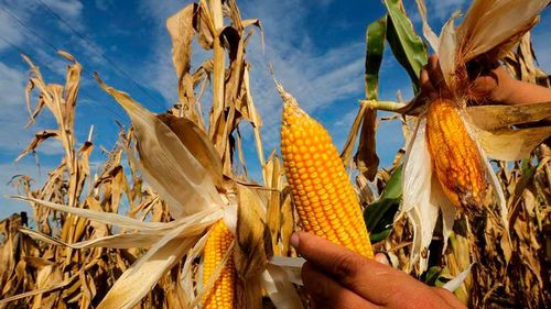 Crisis en la Producción de Maíz en Santa Cruz