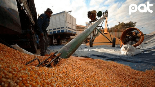 Emapa garantiza entrega normal de maíz al sector pecuario boliviano Emapa garantiza entrega normal de maíz al sector pecuario boliviano