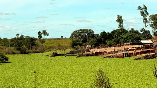 Violenta toma de tierras con cultivos de Soya en El Puente, denuncian agricultores