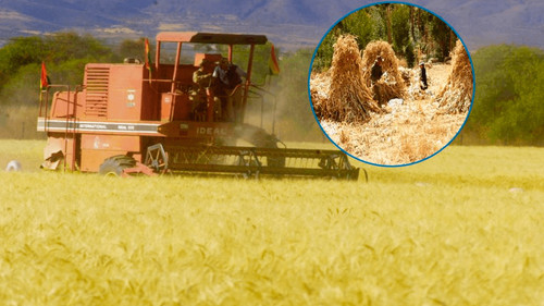 Producción de trigo en Santa Cruz para 2024 será inferior a 50.000 toneladas