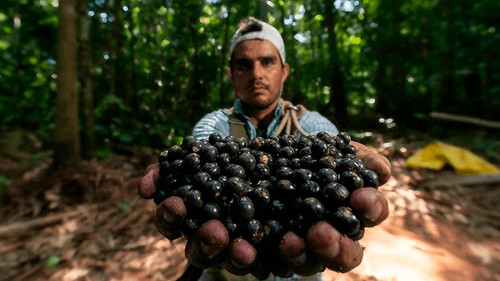 Federación de Asaí y Frutos Amazónicos de Pando Produce Más de 132 Toneladas de Pulpa en 2024