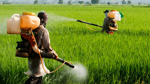 Los riesgos de los pesticidas: impacto en la salud y el medio ambiente