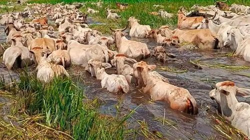 Ganado en peligro: Inundaciones amenazan 190.000 cabezas en Beni