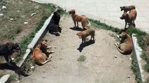 El Alto registra alta población canina y activa vacunación antirrábica