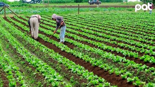 Producción agrícola supera campaña anterior