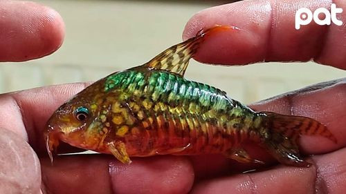 Peruanos son procesados por tráfico ilegal de peces en Santa Rosa del Yacuma