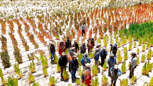 Impulsan producción biointensiva de quinua en Bolivia