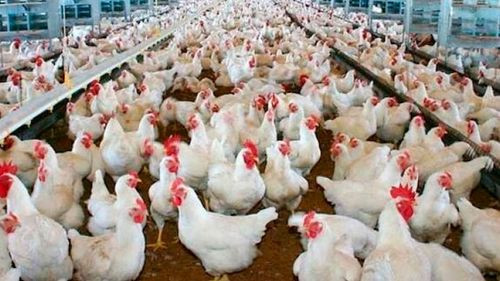 Solo dos empresas avícolas entregaron costos de producción 