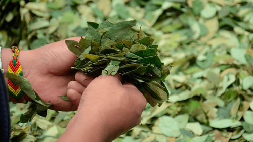 Revelan que productor cocalero de los Yungas recibió donaciones de coca