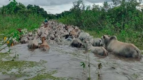 Ganaderos del Beni trasladan 200.000 cabezas de ganado ante inundaciones