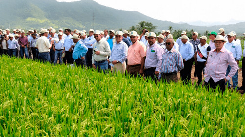 Gobierno y Arroceros acuerdan analizar costos de producción en reunión programada para el lunes