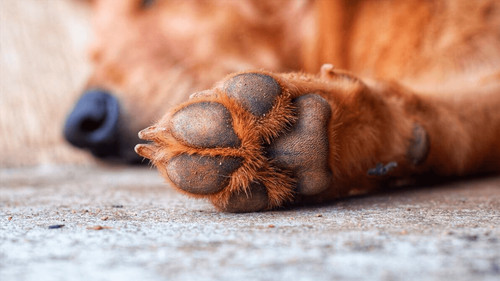 Perro muere electrocutado al rozar un poste de alumbrado público
