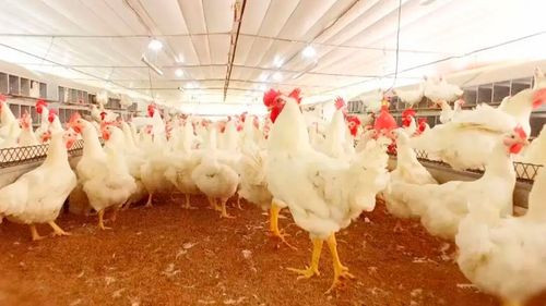Proyectan caída del 10% en oferta de pollo y mantienen dudas sobre precios