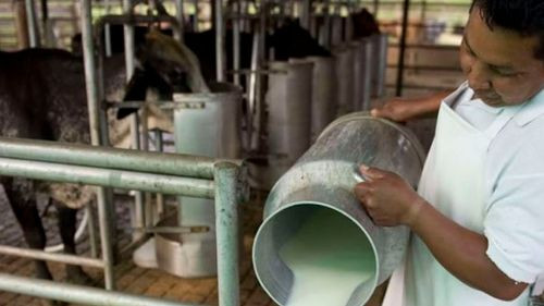 Sector lechero en emergencia por caída de producción nacional