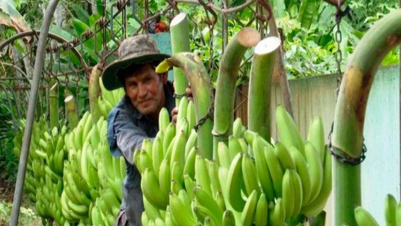 Argentina acuerda con bananeros de Bolivia.jpg