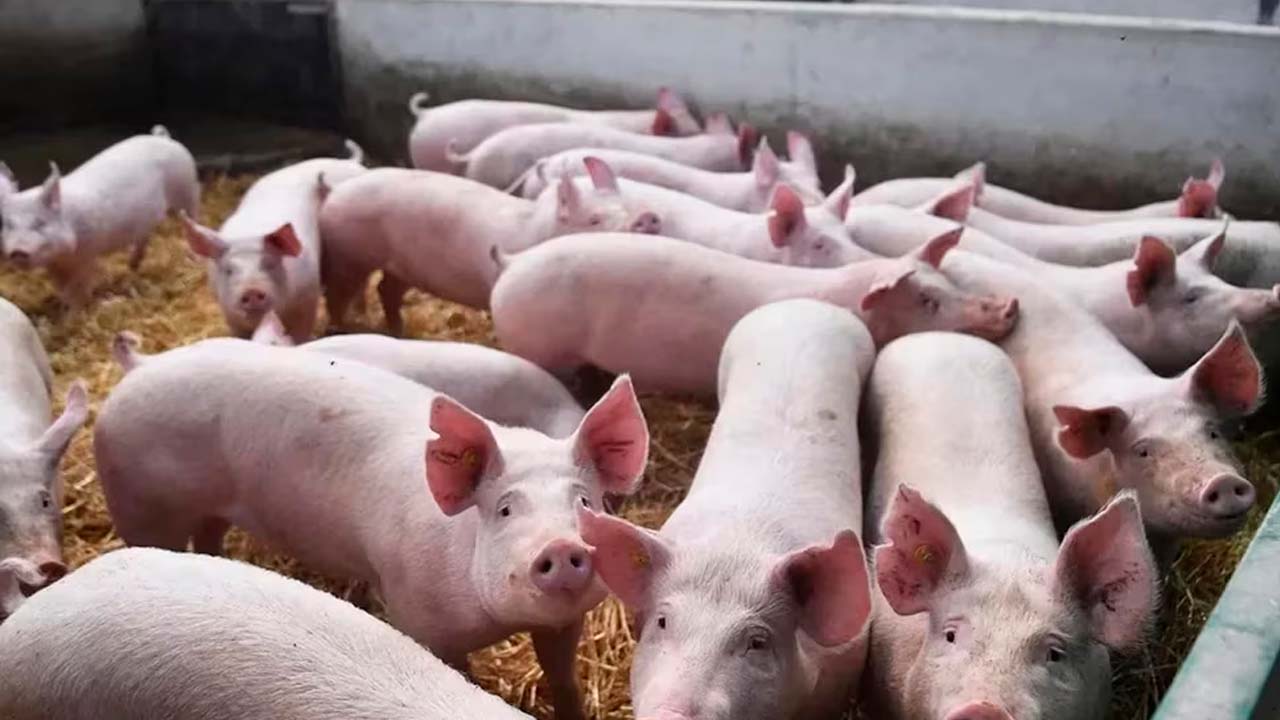 El rechazó del órgano del animal por el sistema inmune del paciente es uno de los principales obstáculos para hacer que los xenotrasplantes sean efectivos.jpg