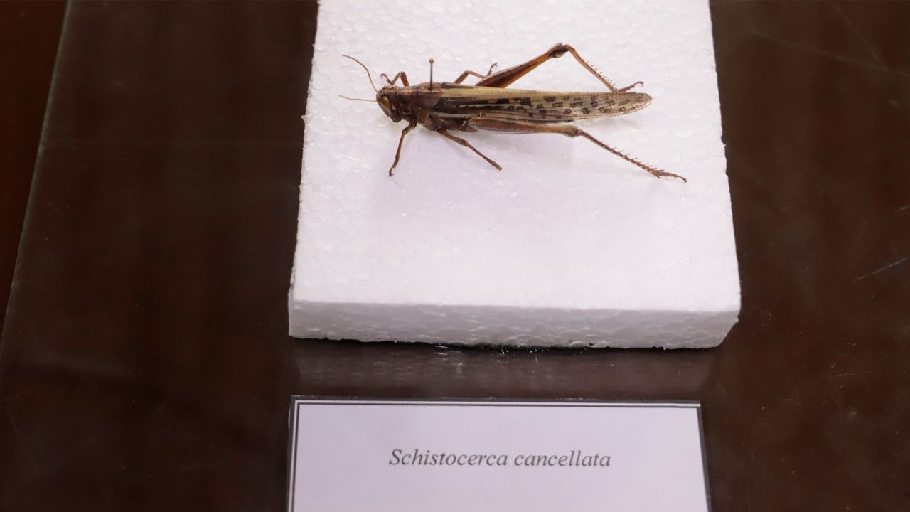 langostas en Santa Cruz.jpg