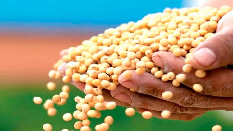 Gobierno elimina arancel a la importación de grano de soya hasta diciembre de 2026