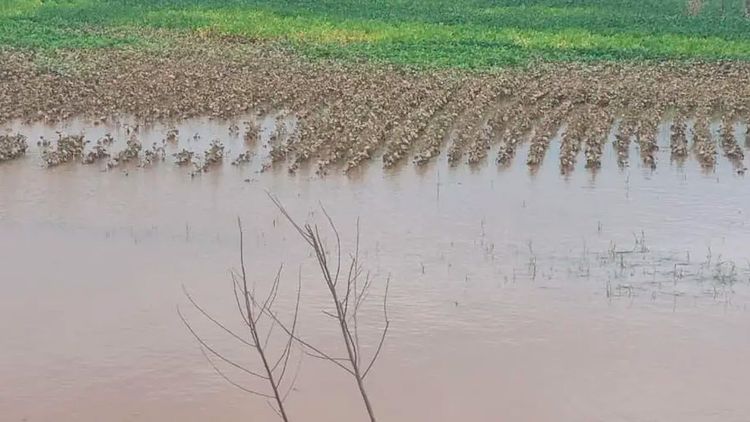 Inundaciones afectan más de 15.000 hectáreas en San Pedro