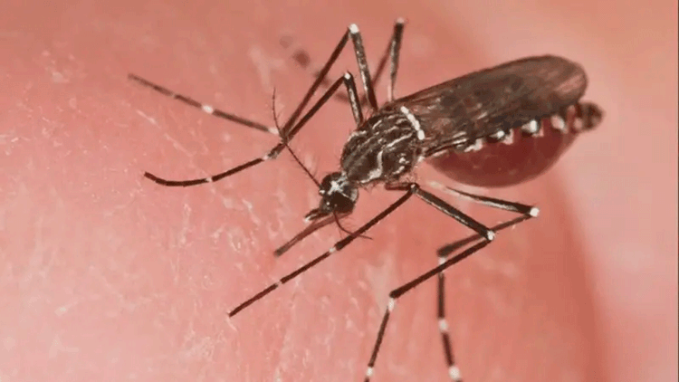 Santa Cruz suma tres fallecidos y nuevos contagios por fiebre amarilla