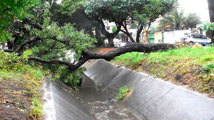 Lluvias provocan inundaciones y caída de árboles en Santa Cruz