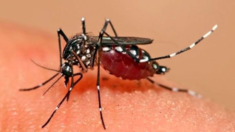 Alistan campaña preventiva por chikungunya en Cochabamba