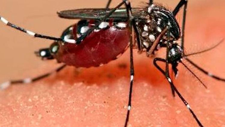 Experto advierte fallas en control del mosquito ante aumento de chikungunya en santa cruz