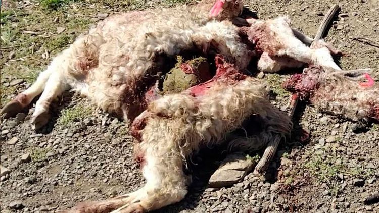 Ataque de perros salvajes deja 32 llamas muertas en Antequera, Oruro 