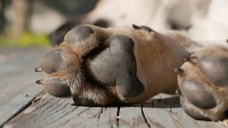 Hallan la pierna de un perro en una olla en Llallagua, según la Fiscalía