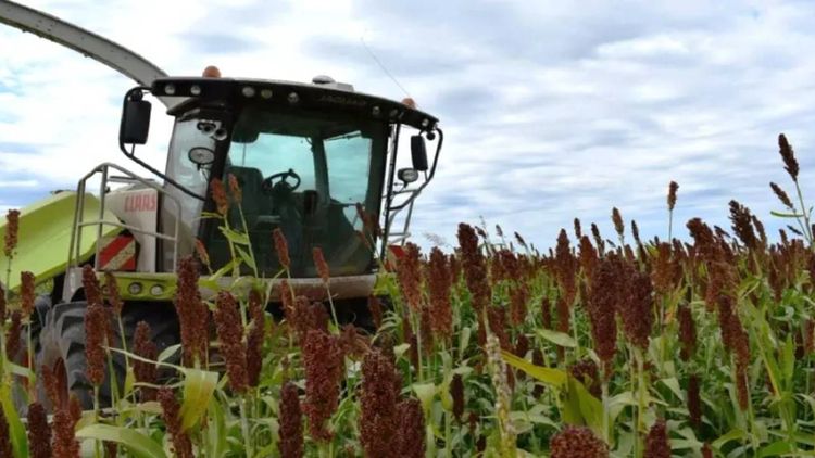 Bolivia articula la primera cadena del sorgo y proyecta ampliar el área de siembra