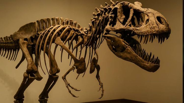 Dientes fosilizados de dinosaurios revelan cómo era el clima en la era mesozoica