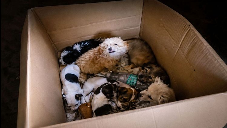 Denuncian envío ilegal de animales como encomiendas en Tarija