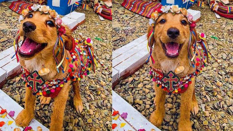 San Roque en Bolivia el día en que los perros se convierten en protagonistas