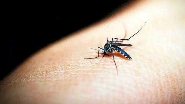 Confirman primera muerte por chikunguña en Santa Cruz y activan alerta roja por proliferación de criaderosv