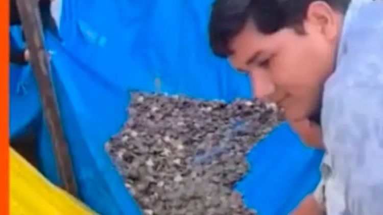 Liberan más de 30 mil tortugas en Beni para proteger la biodiversidad