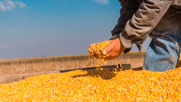 No solo es la harina, Gobierno advierte esquemas de corrupción en la subvención al maíz y al trigo