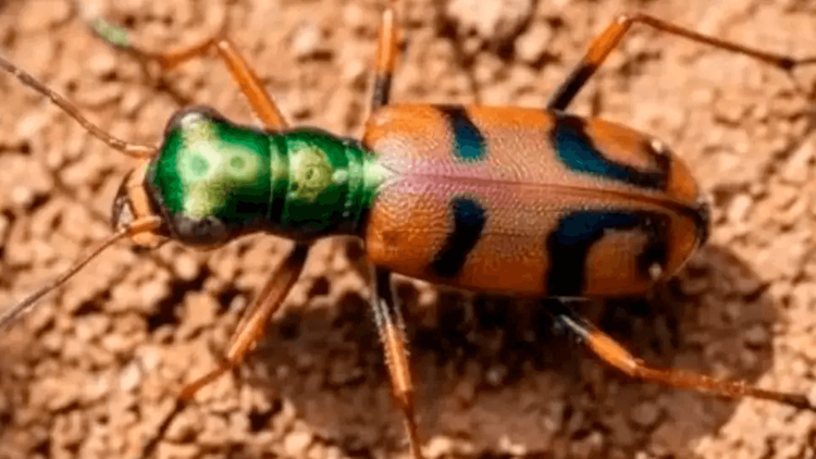 El escarabajo tigre boliviano se corona campeón en competencia global de conservación 